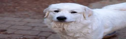 Mixed Breed dogs for sale: Pyredoodle Waiting List - F1 Mini  - Advert 2