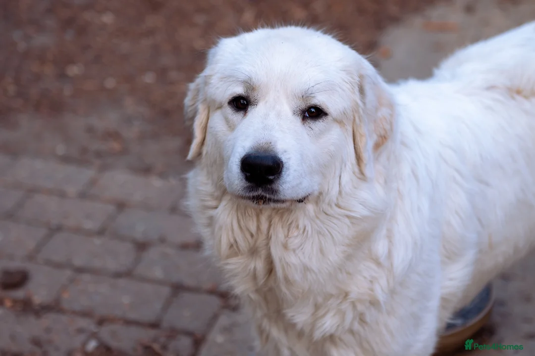 Mixed Breed dogs for sale: Pyredoodle Waiting List - F1 Mini  - Advert 2
