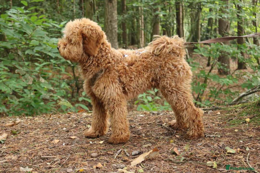 Miniature Poodle dogs for stud: RUPERT MINIATURE POODLE in Southampton - Advert 3