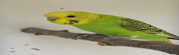 Budgerigars birds for sale: Baby Budgies 8 weeks - Advert 2