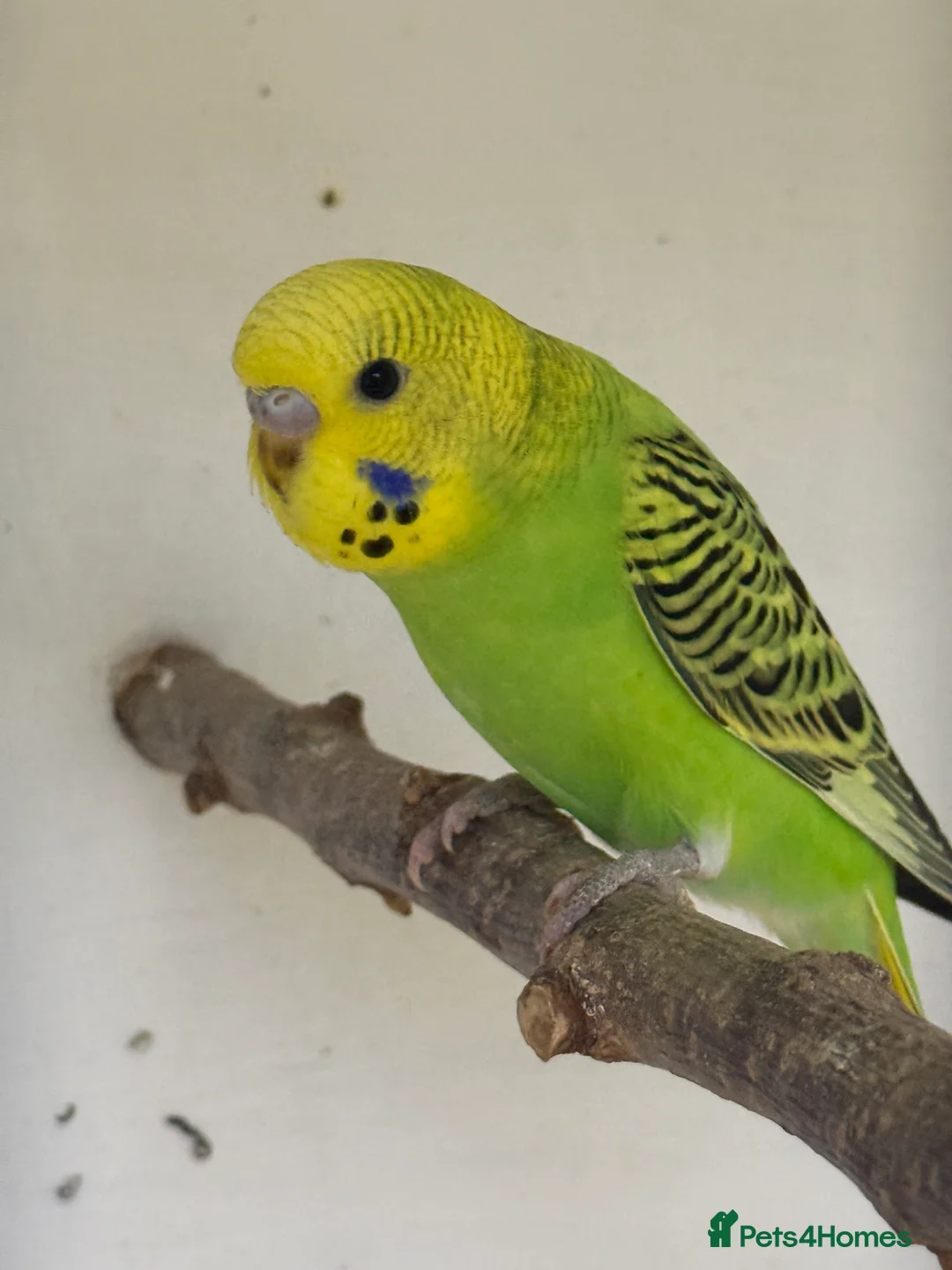 Budgerigars birds for sale: Baby Budgies 8 weeks - Advert 2