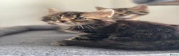 Maine Coon cats for sale: Adorable Mix Maine coon & American shorthair  - Advert 16