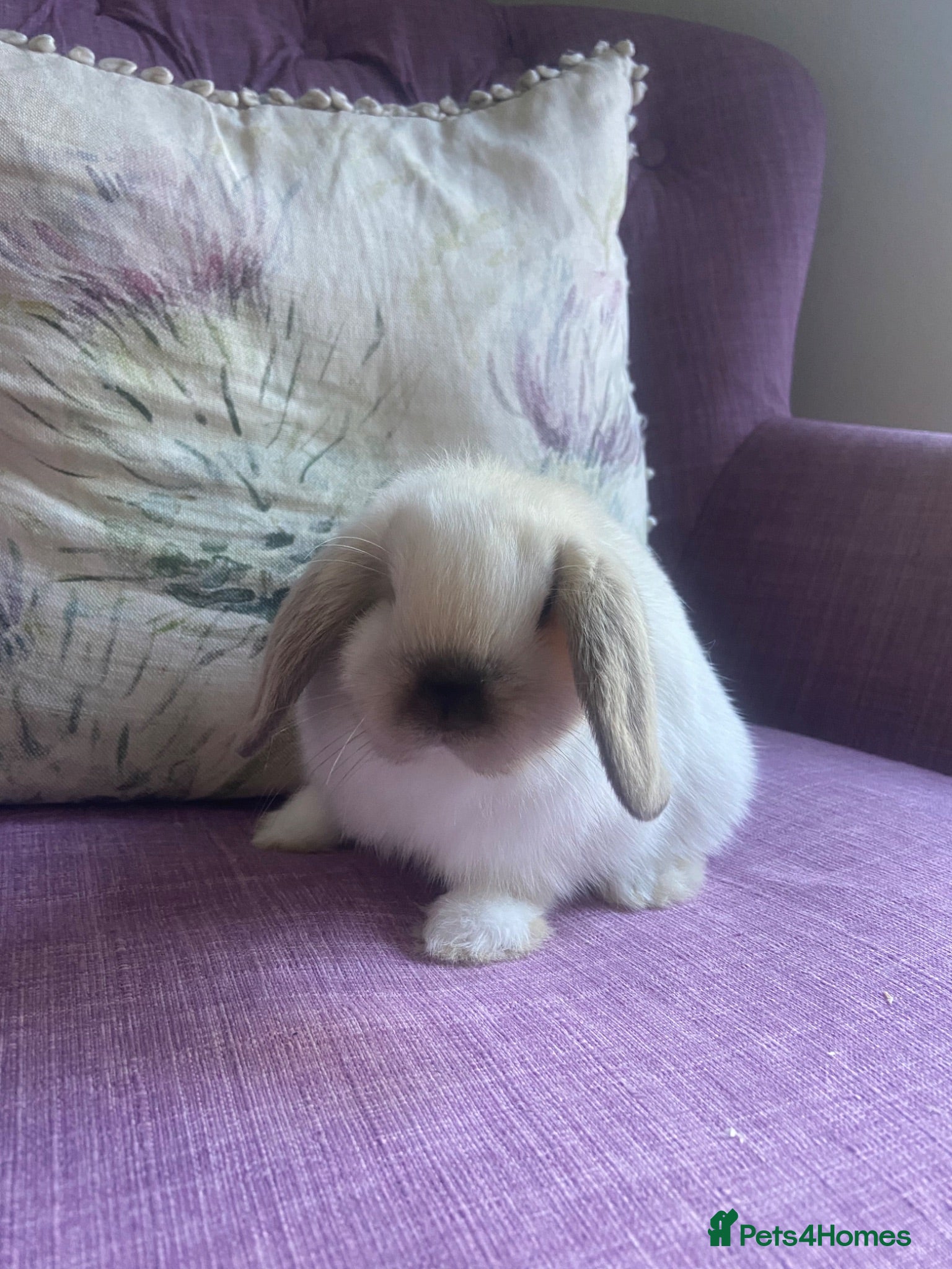Mini Lop rabbits Mini lops - Advert 2