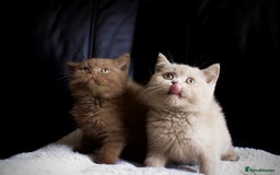 Brazilian Shorthair cats for sale: Beautiful bsh kittens, looking for new homes.  - Image 5