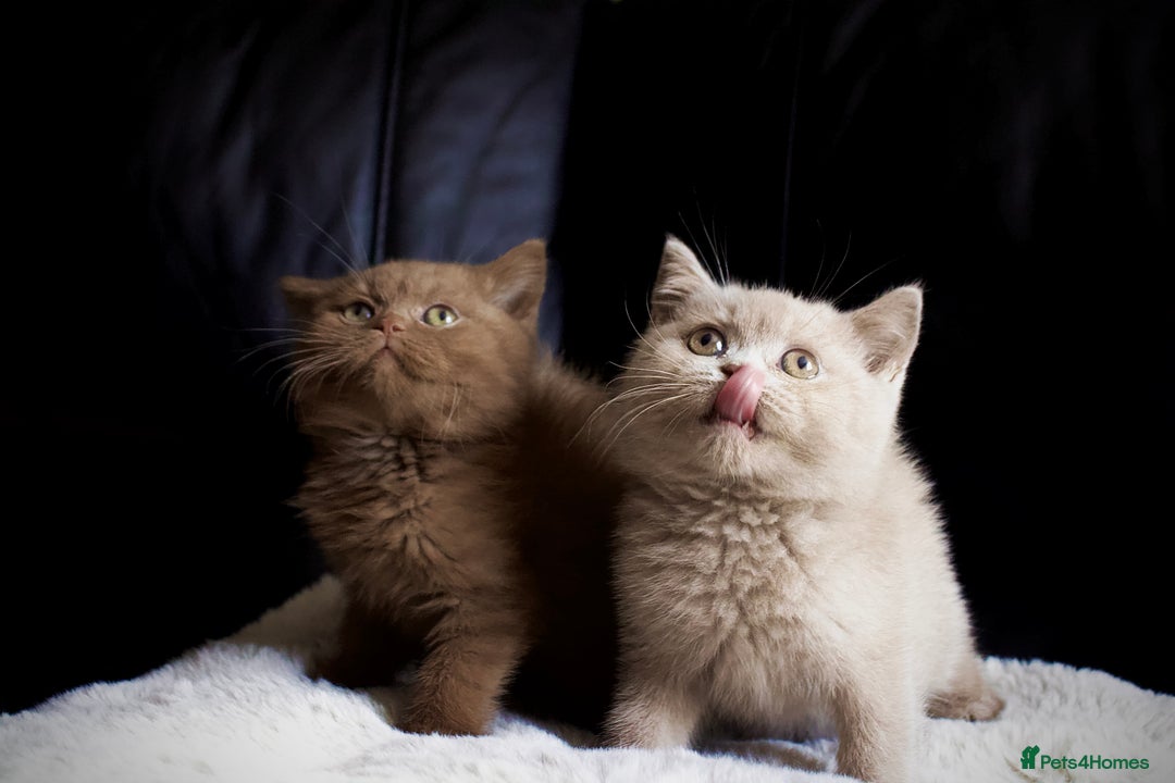 Brazilian Shorthair cats for sale: Beautiful bsh kittens, looking for new homes.  - Image 5