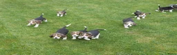 Beagle dogs for sale: Quality Health Tested Beagle Puppies - Advert 16