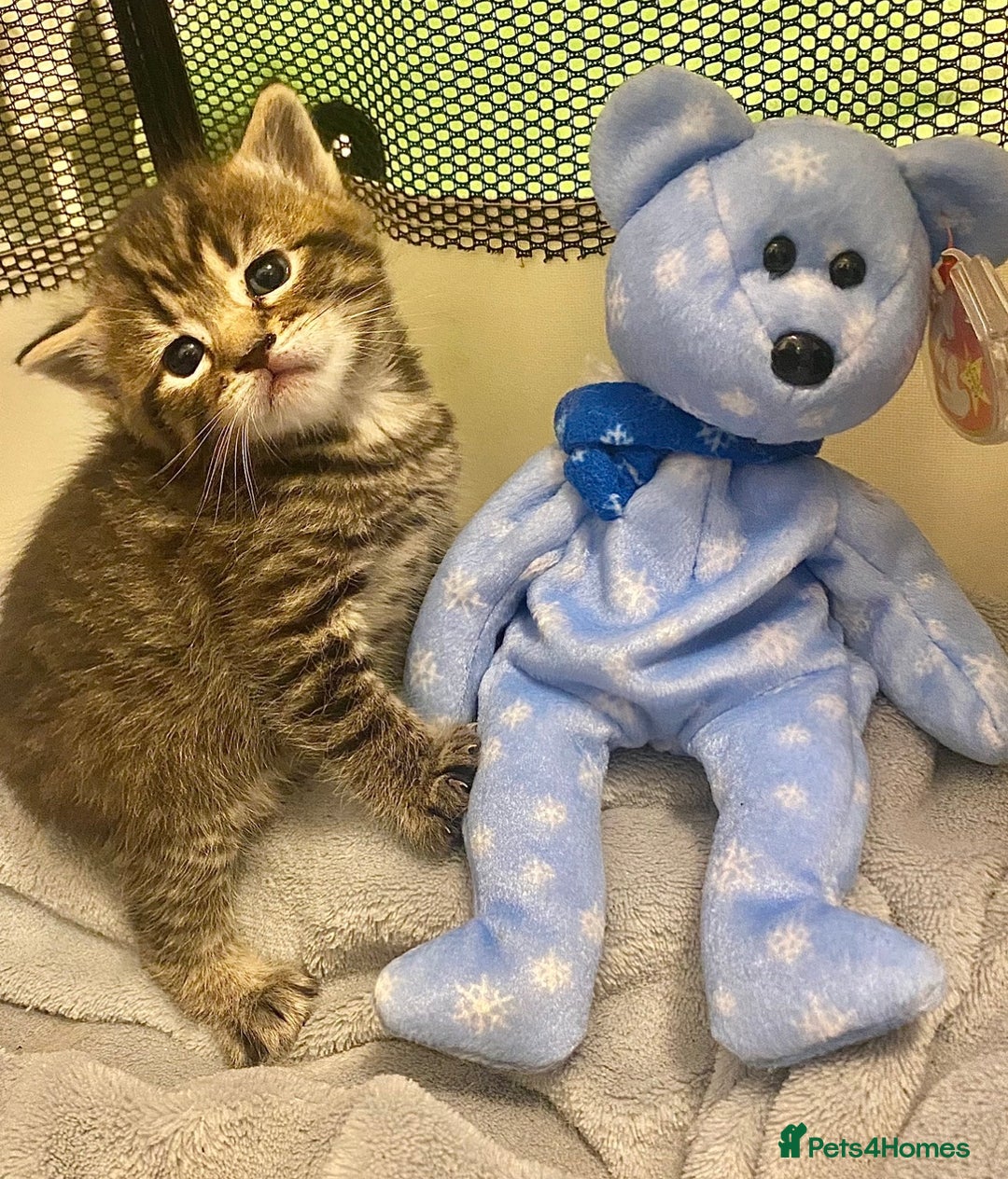 Mixed Breed cats for sale: Beautiful Hand-Reared British Blue Kittens - Advert 3