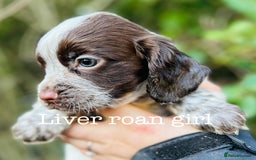 Cocker Spaniel dogs for sale: Sprocker Spaniel puppies  - Advert 12