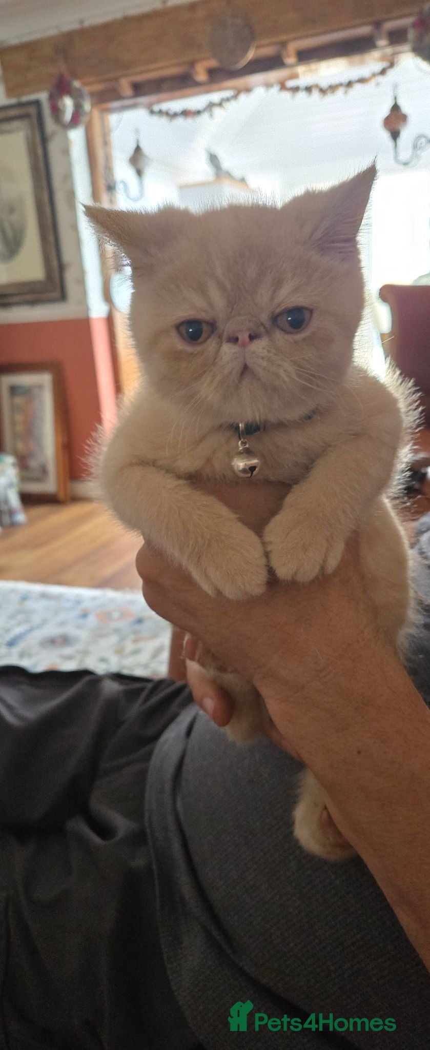 Exotic cats Exotic short hair persian - Advert 5