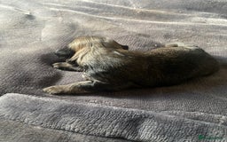 Shih Tzu dogs for sale: Puppy for sale  - Image 14