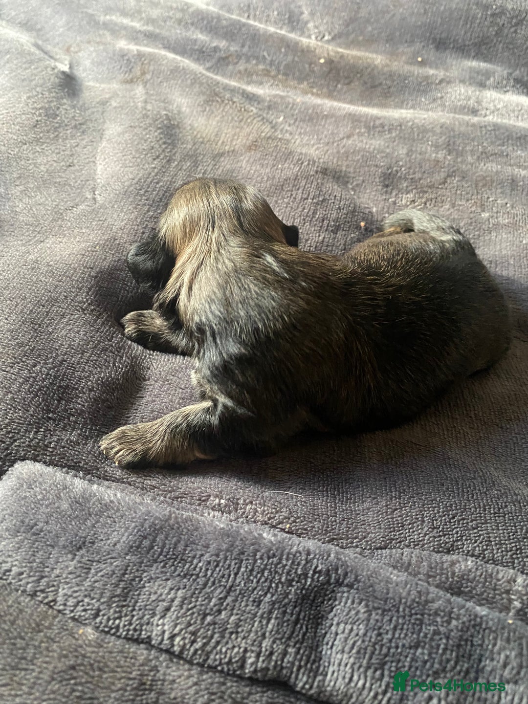 Shih Tzu dogs for sale: Puppy for sale  - Image 14