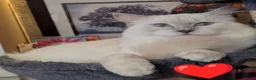 Ragdoll cats for stud: ❤️GCCF Registered❤️Lilac Point ragdoll   - Advert 24
