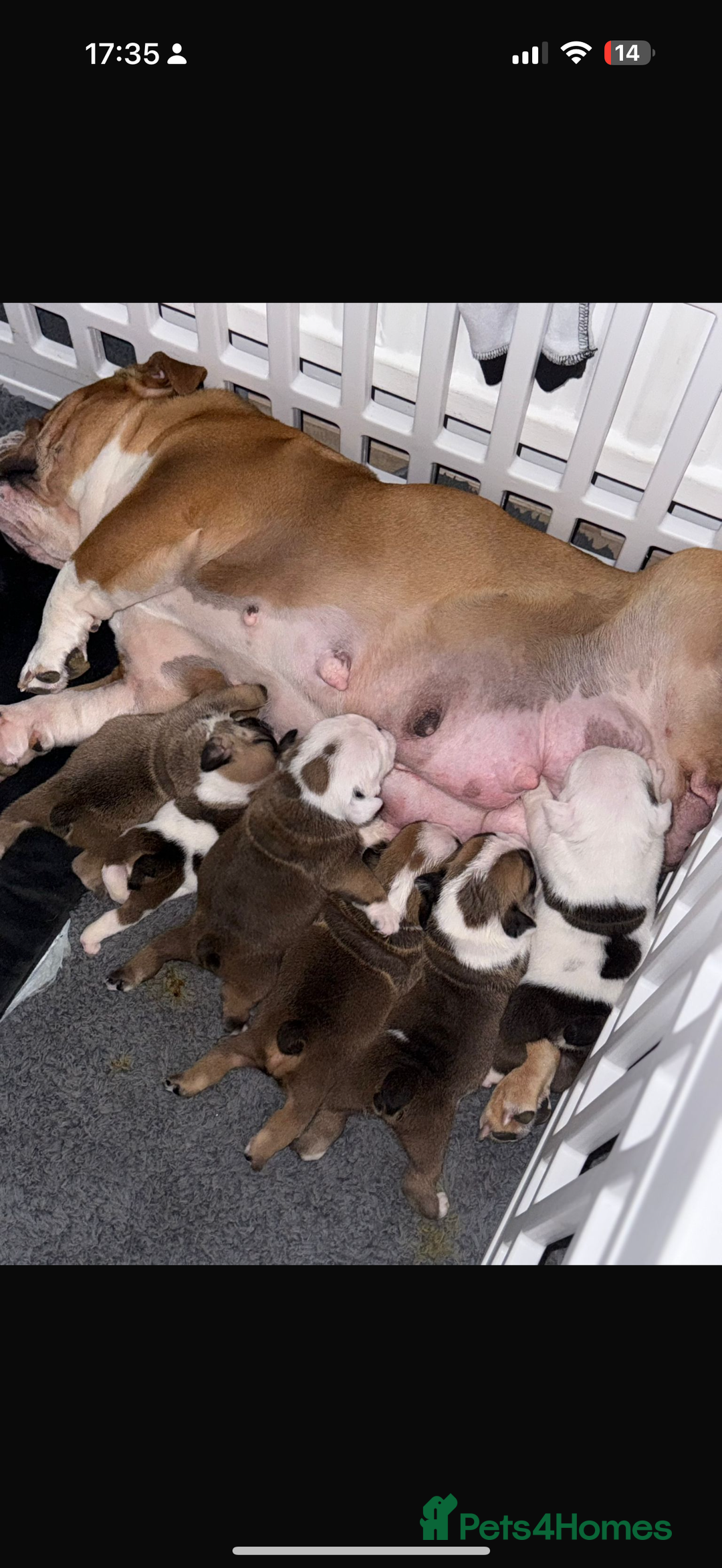 English Bulldog dogs for sale: Amazing British bulldogs  - Image 30