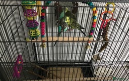 Budgerigars birds for sale: 2 Budgies, Large Cage and Accessories  - Image 2