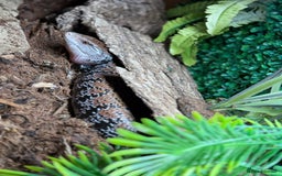 Skink reptiles for sale: Blue Tongue Skink with full set up  - Image 3