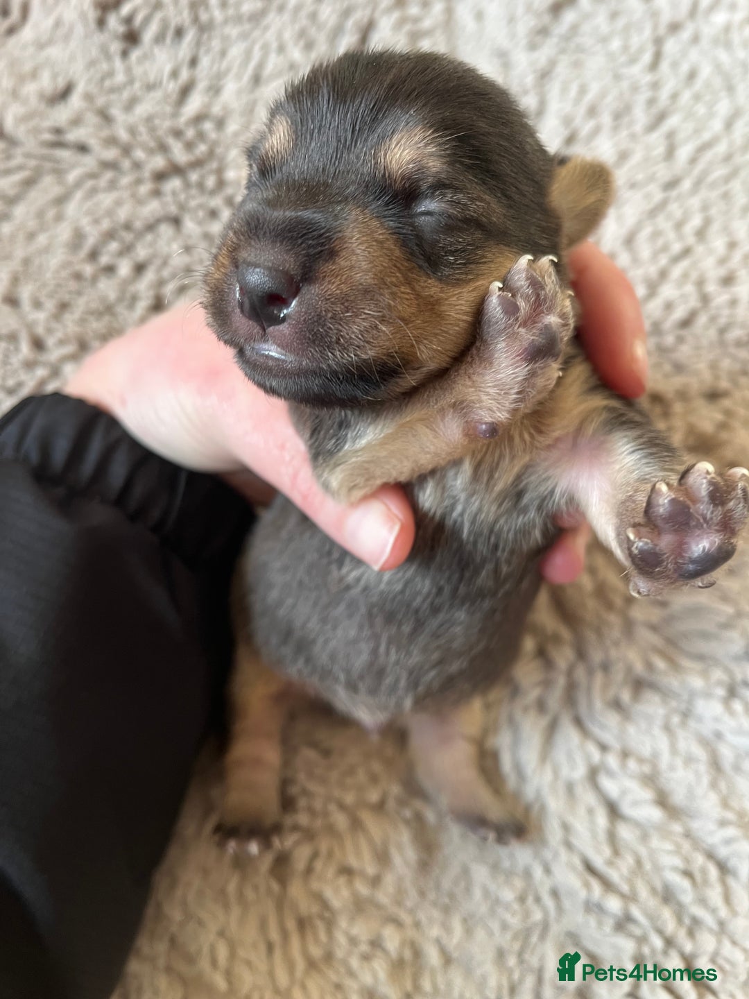 Jack Russell dogs for sale: Jack Russel puppies - Advert 9