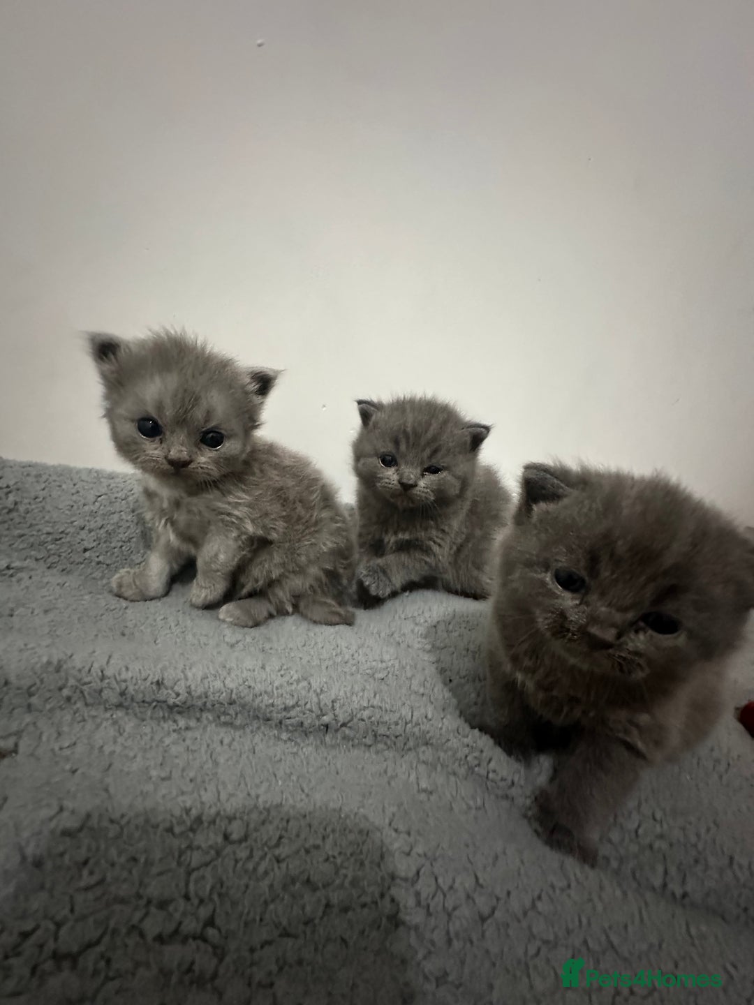 British Shorthair cats for sale: kittens for sale - Image 1