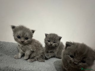 British Shorthair cats - Advert 8