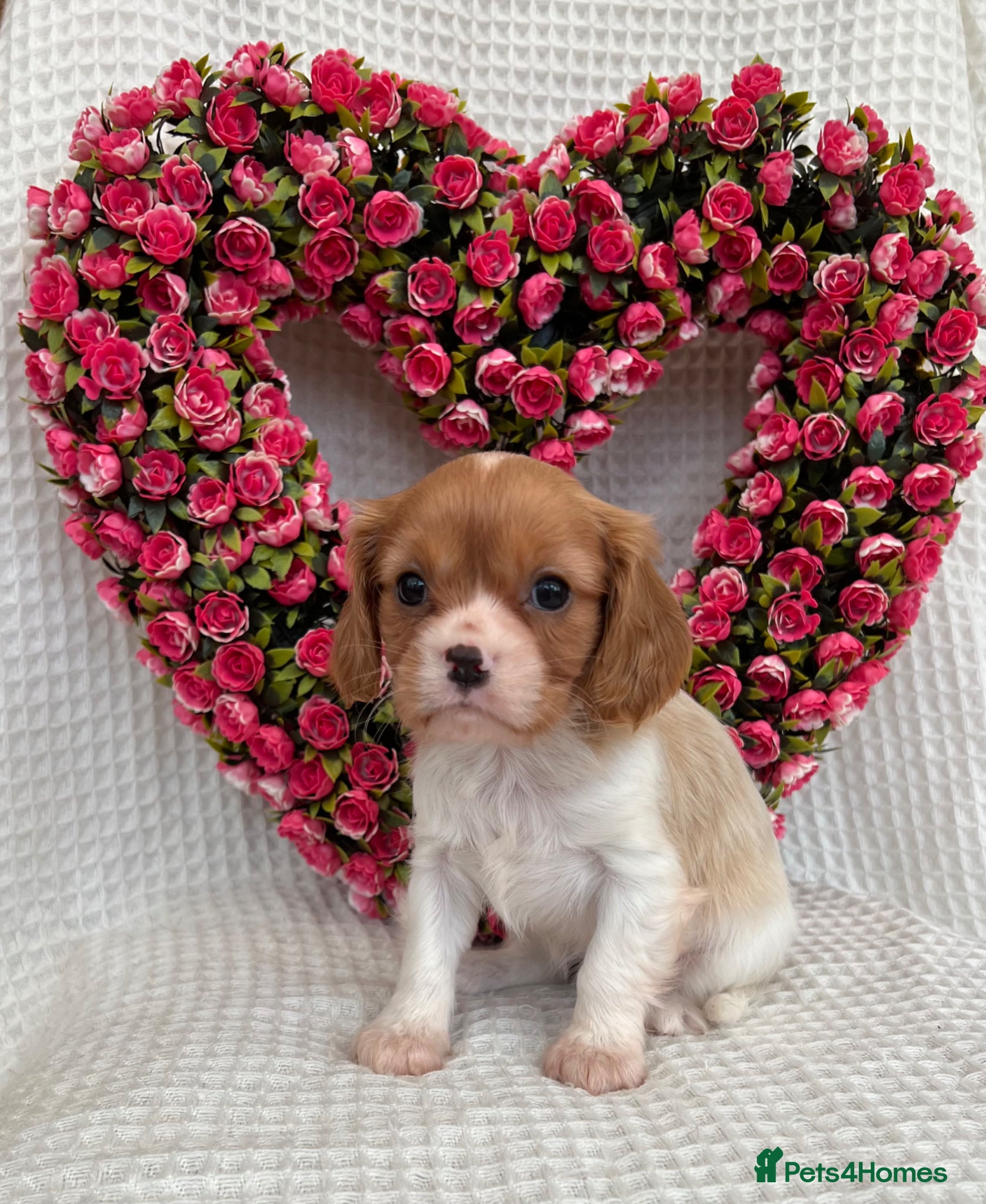Cavalier King Charles Spaniel dogs Stunning Cavalier King Charles puppies  - Advert 1