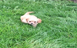 Cavapoo dogs for sale: CAVAPOO PUPPIES - Image 4