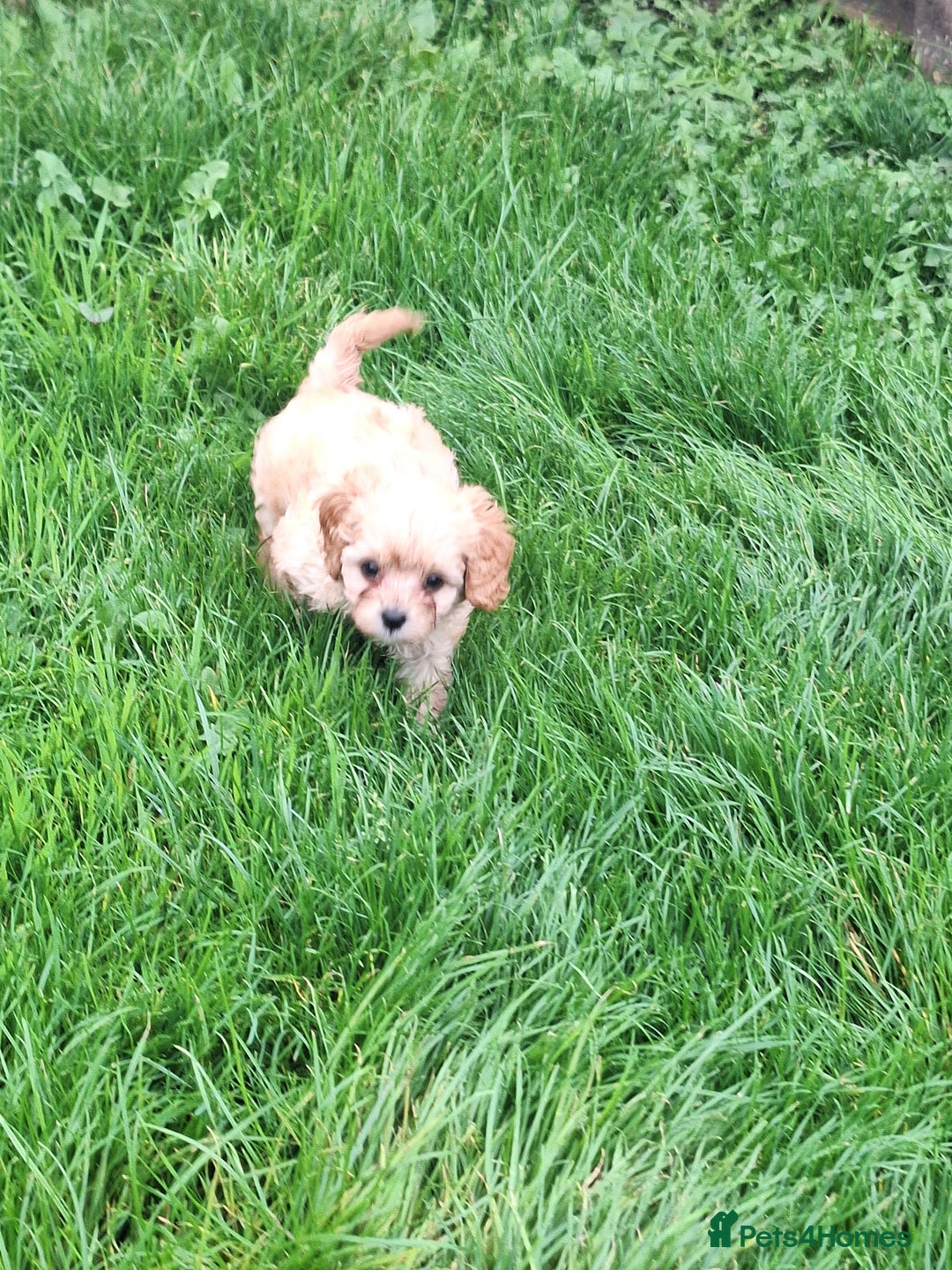 Cavapoo dogs for sale: CAVAPOO PUPPIES - Image 4