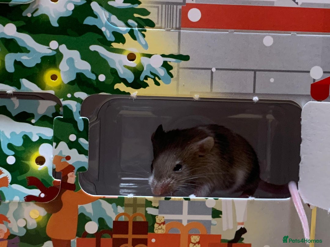 Mouse rodents for sale: Friendly fancy mice - Advert 4