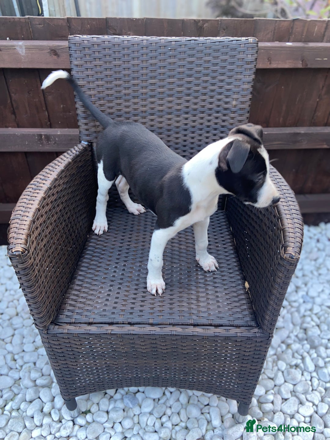 Lurcher dogs for sale: Lurcher puppies  - Image 1