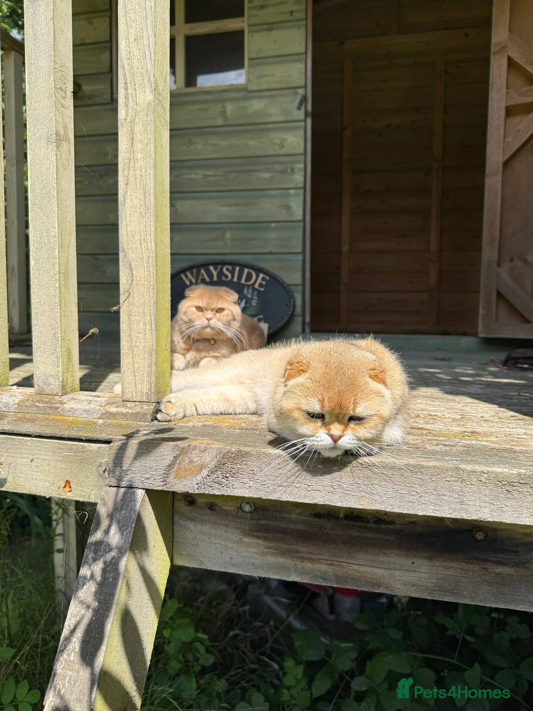 Scottish Fold cats for sale: Two gorgeous cats  - Advert 5