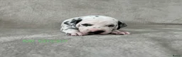 Dalmatian dogs for sale: Beautiful litter of Dalmatian puppies  - Advert 23