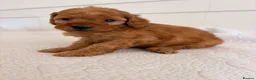 Cockapoo dogs for sale: LICENSED BREEDER HEALTH TESTED COCKAPOOS  - Advert 4