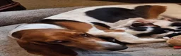 Basset Hound dogs for sale: Beautiful Basset Hounds To bring Joy to A Family - Advert 1