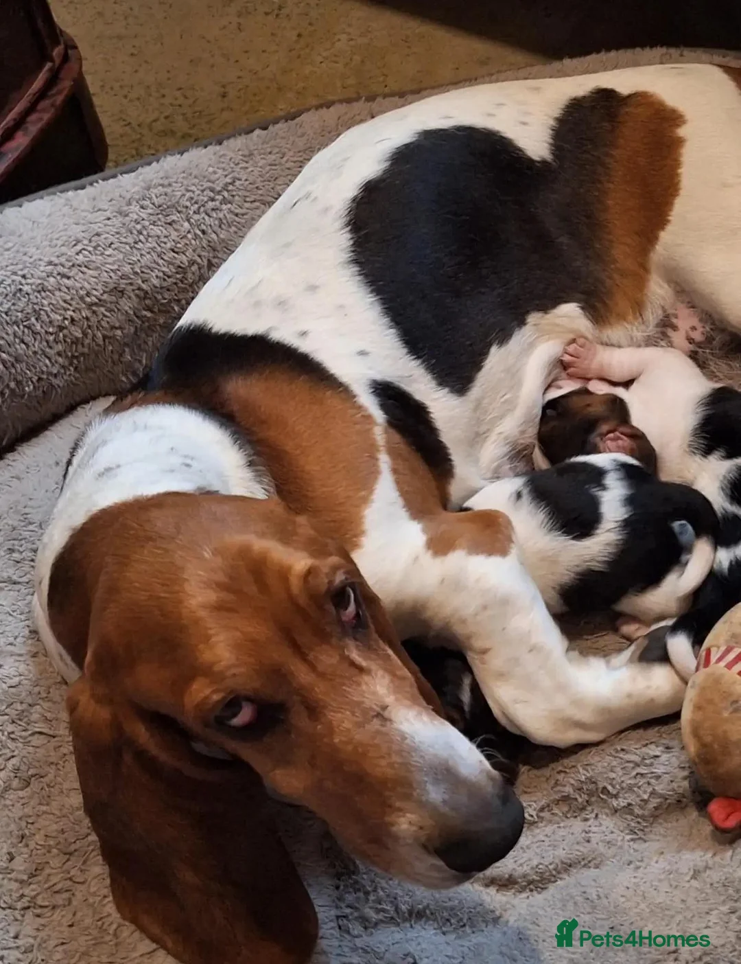 Basset Hound dogs for sale: Beautiful Basset Hounds To bring Joy to A Family - Advert 1