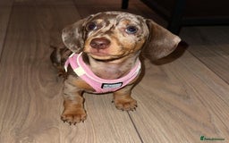 Miniature Dachshund dogs for sale: Beautiful miniature dachshund puppy - Image 8