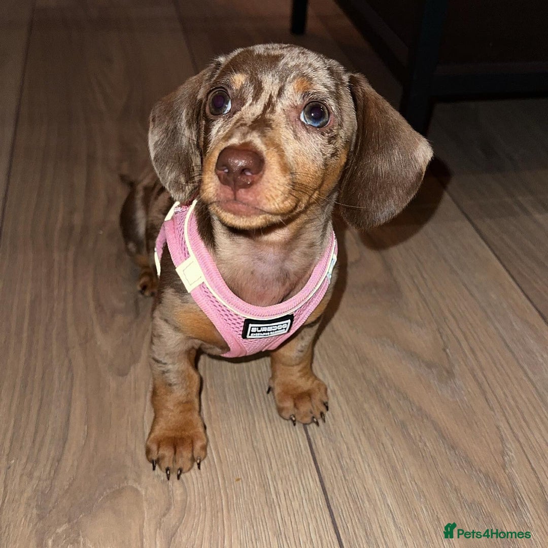 Miniature Dachshund dogs for sale: Beautiful miniature dachshund puppy - Image 8