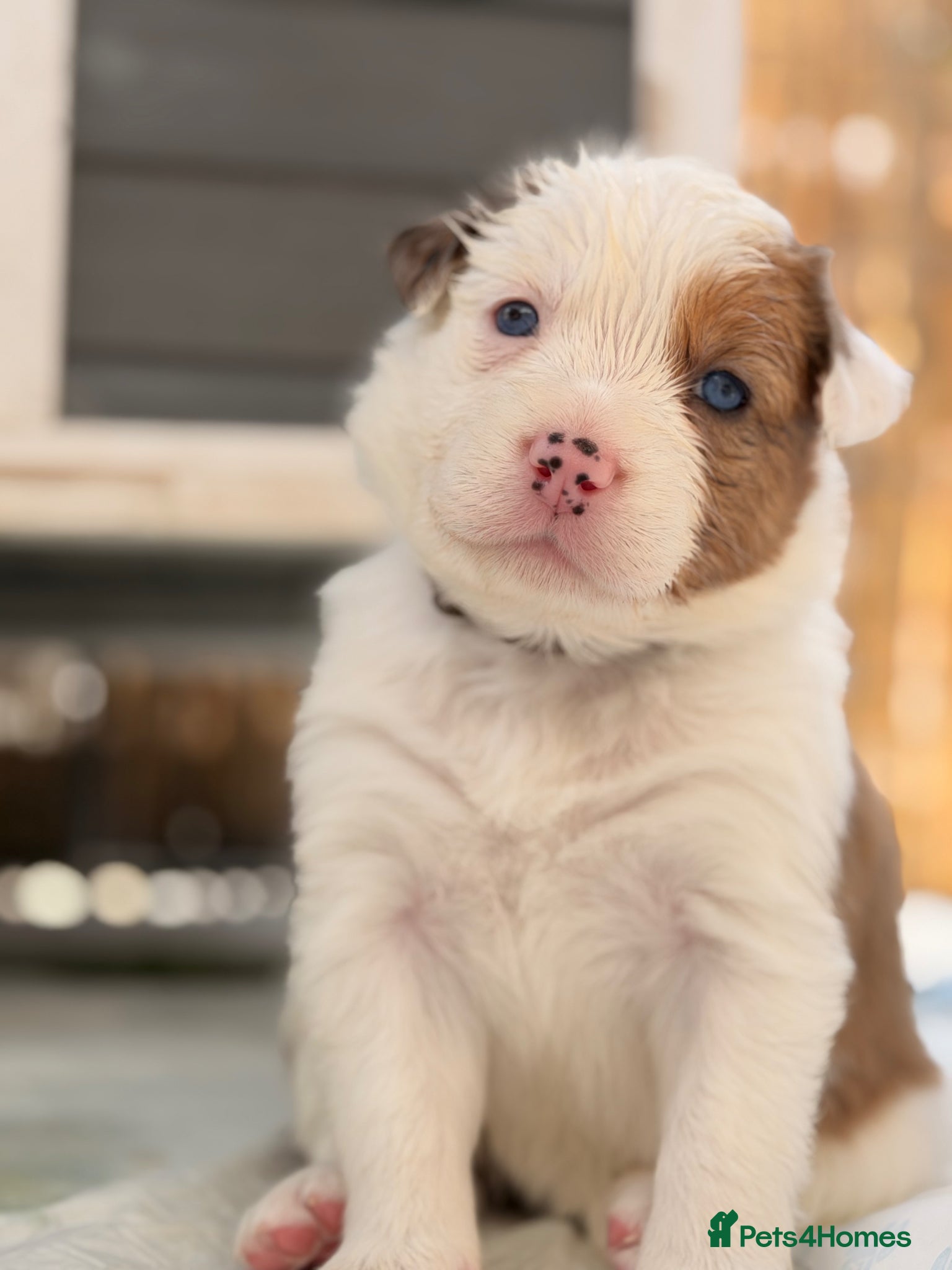 Border Collie dogs Stunning Show line puppies,various colours  - Advert 1