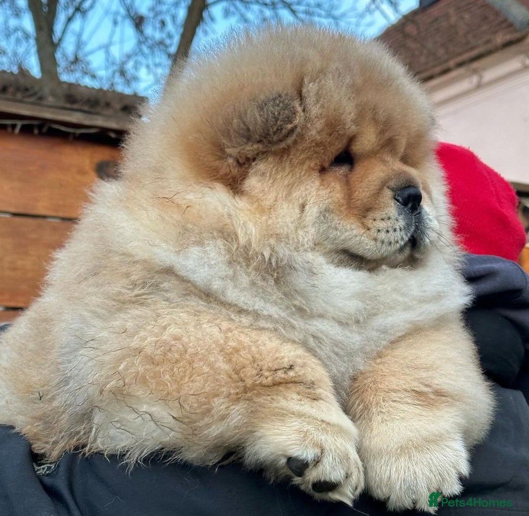 Chow Chow dogs for sale: Kc Registered Chow Chow Pups - Image 6