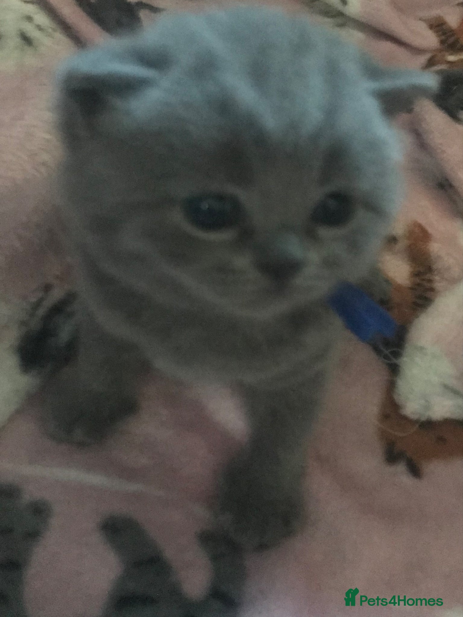 British Shorthair cats GCCF Registered Bi-colour and Blue Kittens - Advert 5