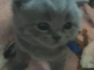 British Shorthair cats GCCF Registered Bi-colour and Blue Kittens - Advert 5