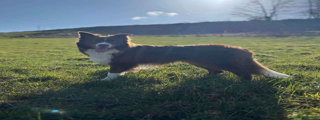 Dan
