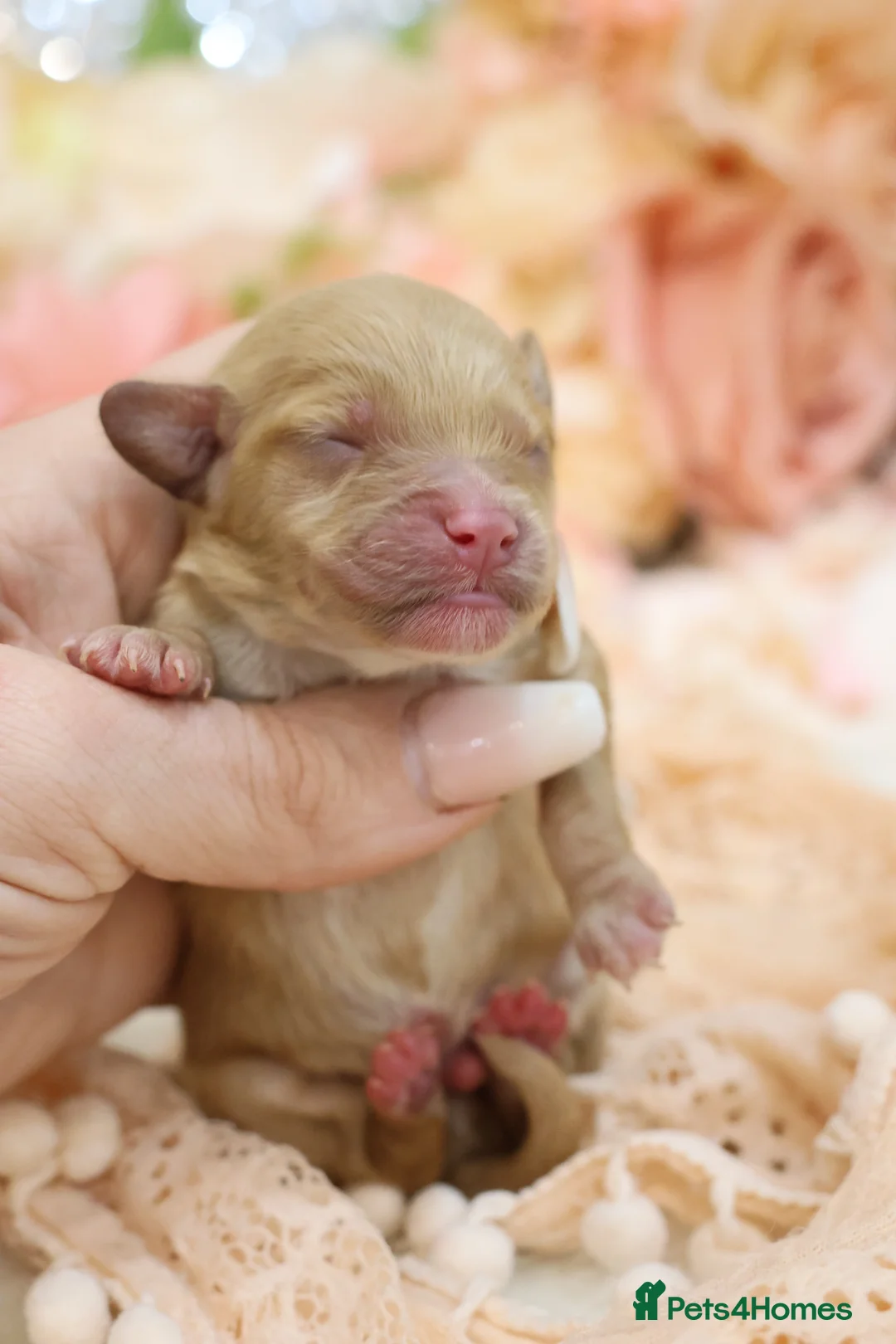 Cavapoo dogs for sale: Health Tested Cavapoo Puppies - Advert 19