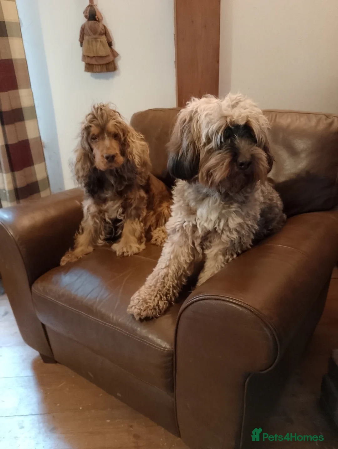 Cockapoo dogs for sale: Stunning Cockapoos KC Pedigree of parents  - Advert 11