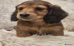 Miniature Dachshund dogs for sale: Longhairedd miniature dachshunds  - Image 19