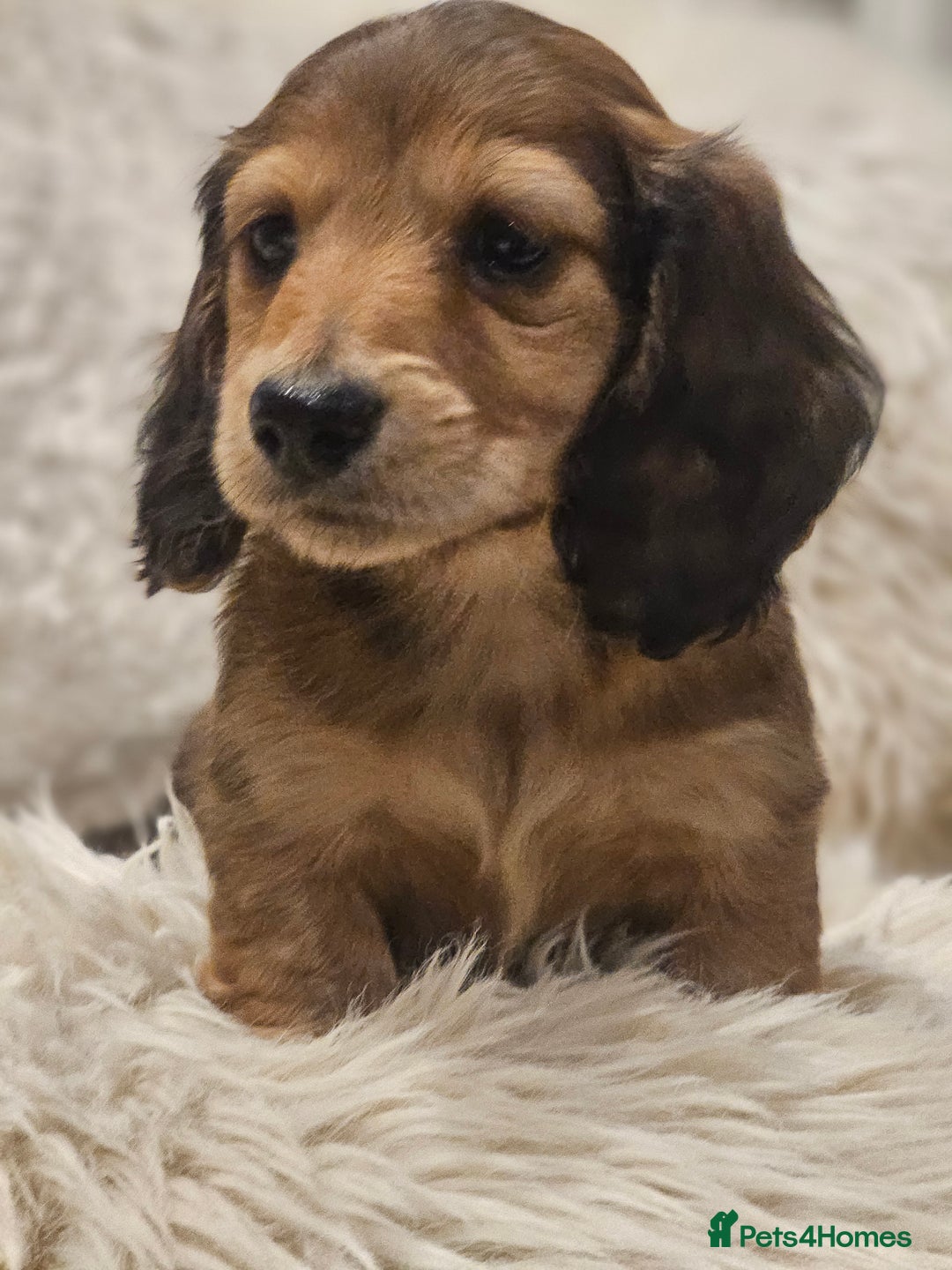 Miniature Dachshund dogs for sale: Longhairedd miniature dachshunds  - Image 19