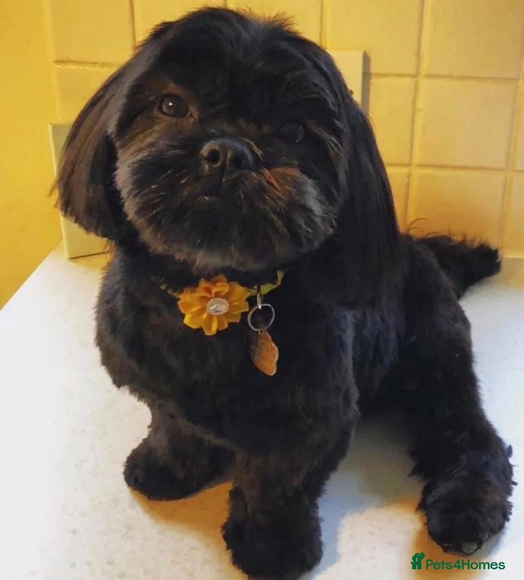Shih Tzu dogs for sale: 6 year old shihtzu in Torquay - Advert 5