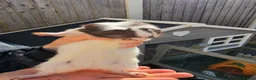 Guinea Pig rodents for sale: 3 baby guinea pigs - Advert 3