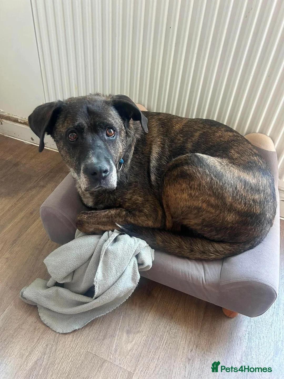 Mixed Breed dogs for adoption: Boris - Watton Norfolk  - Advert 2