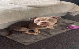American Bully dogs for sale: American bully  - Image 2