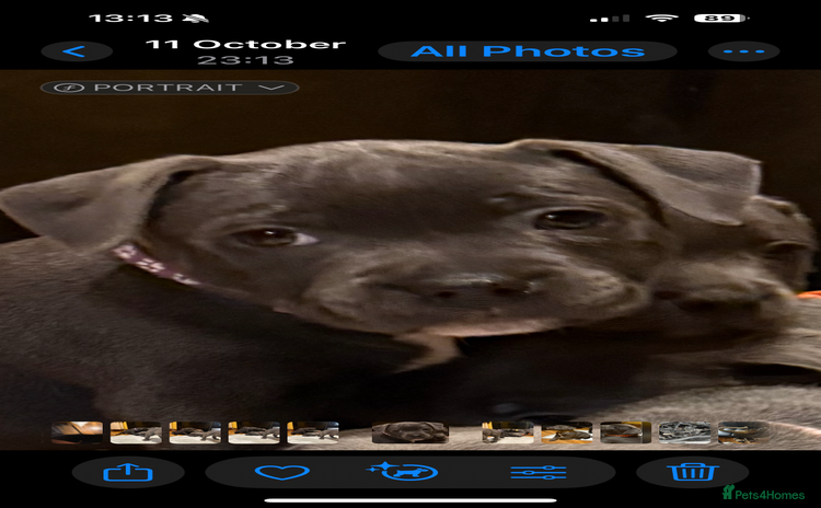 Staffordshire Bull Terrier dogs - Advert 2