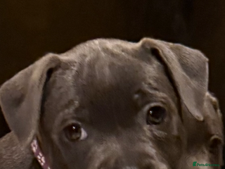 Staffordshire Bull Terrier dogs - Advert 2