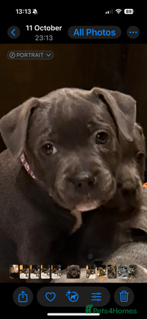 Staffordshire Bull Terrier dogs - Advert 2